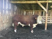    (4) Year Old Purebred Hereford Bull 26C