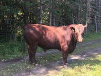    (6) Year old Red Angus Home Raised  Bull