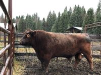    (6) Year Old Purebred Red Angus Bull 17A