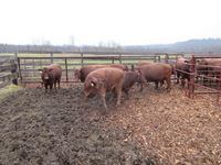    (7) Red Angus Crossbred Bred Heifers