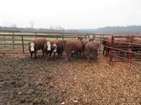    (7) RBF Angus Crossbred Bred Heifers