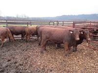    (8) Red Angus Crossbred Bred Heifers