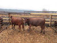    (2) Red Angus Crossbred Bred Heifers (horns)