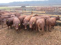    (11) Red &  RBF Angus Crossbred Bred 2nd Calving Bred Cows