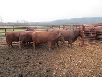    (6) Red Angus Crossbred Bred 2nd Calving Bred Cows