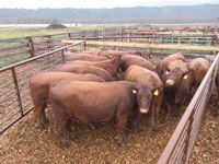    (10) Red Angus Crossbred Bred 2nd Calving Bred Cows