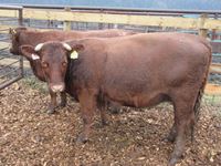    (1) Red Angus Crossbred Bred 2nd Calving Bred Cow