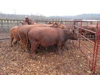    (9) Red Angus Crossbred Bred 3rd Calving Cows