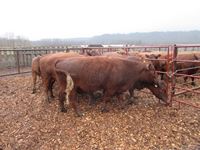    (8) Red Angus Crossbred Bred 3rd Calving Cows