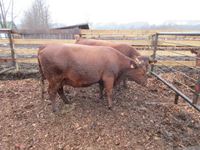    (2) Red Angus Crossbred Bred 3rd Calving Cows