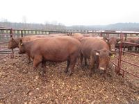    (10) Red Angus Crossbred 4 & 5th Calving Cows