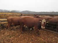    (3) RBF Angus Crossbred Bred 4 & 5th Calving Cows