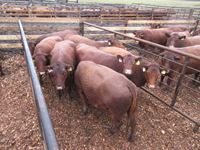    (7) Red Angus Crossbred 4 & 5th Calving Cows