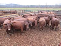    (14) Red Angus Crossbred  Mature Bred Cows