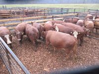    (10) RBF & Red Blaze Face Angus Crossbred Mature Bred Cows