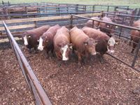    (5 ) RBF & Red Blaze Face Angus Crossbred Mature Bred Cows