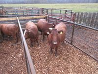    (3) Red & Blaze Face Angus Crossbred Mature Bred Cows
