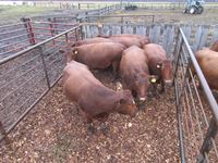    (7) Red Angus Crossbred  Mature Bred Cows