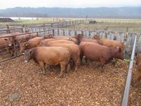    (10) Red Angus Crossbred  Mature Bred Cows