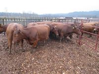    (10) Red Angus Crossbred  Mature Bred Cows