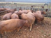    (11) Red Angus Crossbred  Mature Bred Cows