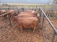    (4) RBF & Red & White Angus Crossbred Mature Bred Cows