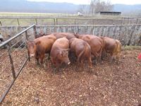    (7) Red Angus Crossbred  Mature Bred Cows