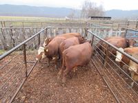    (4) RBF & Blaze Face Angus Crossbred Mature Bred Cows