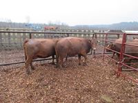    (2) Red Angus Crossbred  Mature Bred Cows