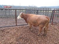    (1) TBF Mature Bred Cow