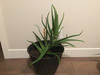    Large Healthy Mothering Aloe Plant