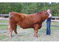    "Chunk" Simmental "Tacee French"
