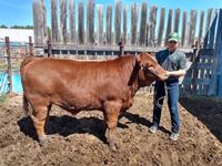    "King" Angus Simmental Cross "Ethan Hickie"