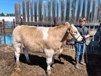    "Delta" Simmental "Timothy Hickie"
