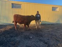    "Bellamy" Red Angus/Shaver
