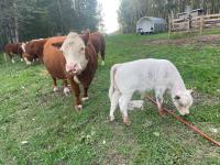 Lotto - Mini 6 Year Old Hereford Cow with Calf At Foot
