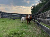 Jackpot -2 Yr Old Mini Hereford Cross Speckle Park Cow with Calf At Foot